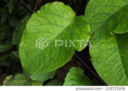 Close-Up of Green Leaf with Visible Veins and Natural Texture Close-Up of Green Leaf with Visible Veins and Natural Texture 128721856