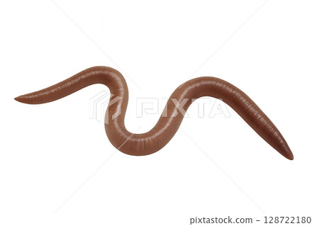 Curved Brown Earthworm on a Smooth Surface in Natural Light During Daytime in a Garden Setting 128722180