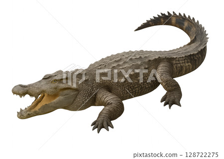 Crocodile Basking in Sunlight While Displaying Powerful Jaw at a Riverbank Location 128722275