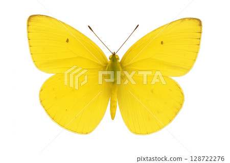 Bright Yellow Butterfly Showcasing Elegant Wings Perched on a White Background Bright Yellow Butterfly Showcasing Elegant Wings Perched on a White Background 128722276