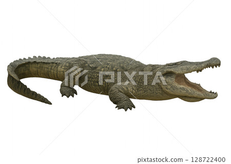 Large Crocodilian Resting With Mouth Open in a Natural Habitat Setting During the Day Large Crocodilian Resting With Mouth Open in a Natural Habitat Setting During the Day 128722400