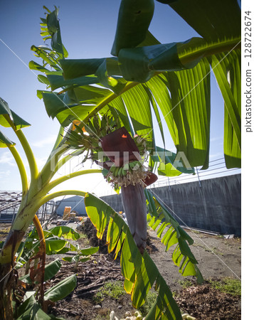 香蕉樹 128722674