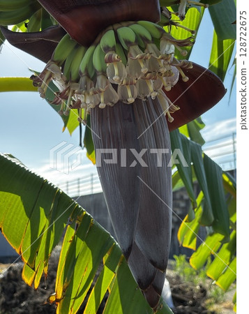 Banana tree Banana tree 128722675