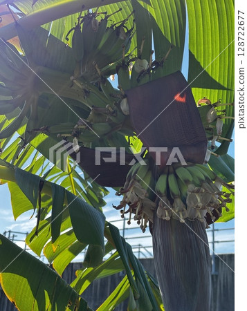 Banana tree Banana tree 128722677