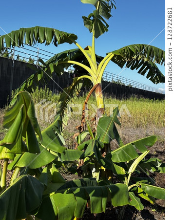 Banana tree Banana tree 128722681