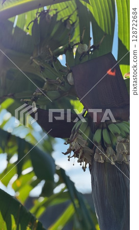 Banana tree 128722684