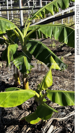 Banana tree Banana tree 128722685