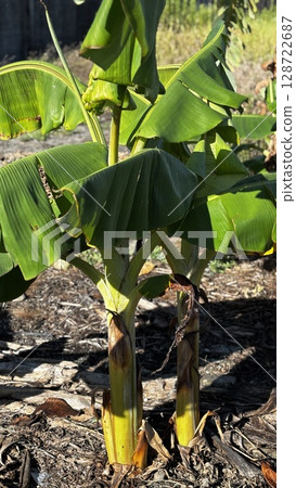 Banana tree Banana tree 128722687