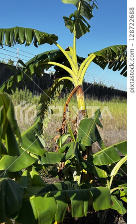 Banana tree Banana tree 128722688