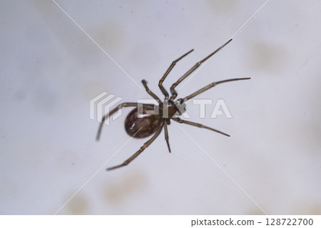 Spider perched on a white wall Spider perched on a white wall 128722700