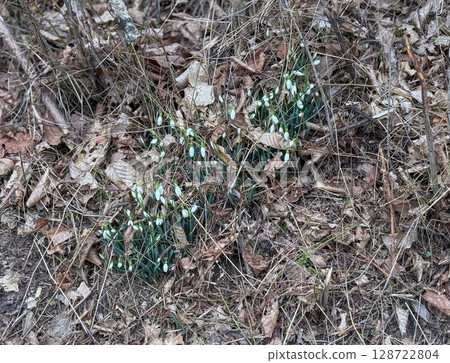 A field of snowdrops breaks through the dry grass, heralding the arrival of spring. The delicate white flowers contrast with the golden-brown background, creating a serene and natural scene A field of snowdrops breaks through the dry grass, heralding the arrival of spring. The delicate white flowers contrast with the golden-brown background, creating a serene and natural scene 128722804