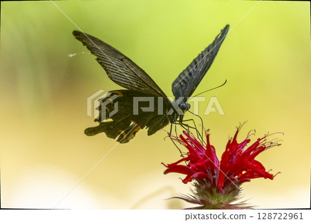A swallowtail butterfly sucking nectar from a Monarda flower 128722961