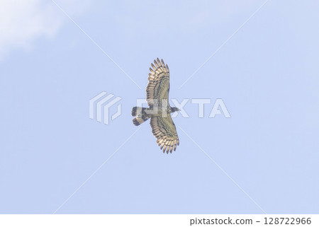 Flying honey bear Flying honey bear 128722966