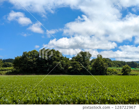 Maroon field of the plateau 128722967