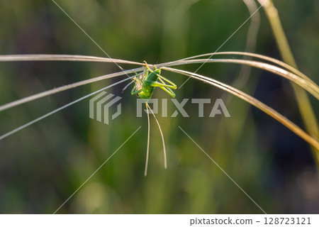 A green grasshopper on a blade of grass. A green grasshopper on a blade of grass. 128723121