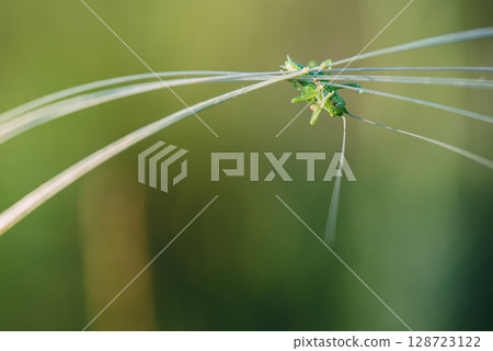 A green grasshopper on a blade of grass. 128723122