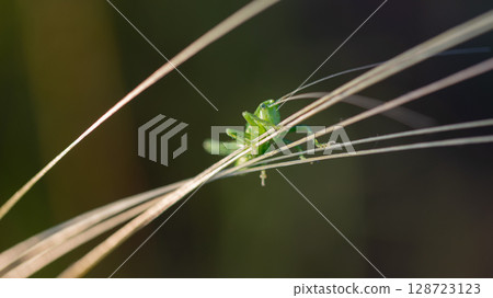 A green grasshopper on a blade of grass. 128723123