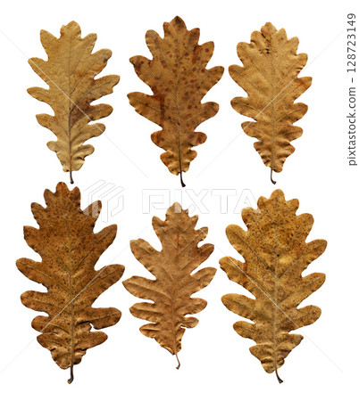 Autumn fallen dry oak leaves isolated on white background, autumn season concept 128723149