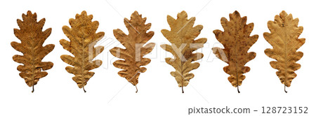 Autumn fallen dry beige and brown oak leaves isolated on white background, autumn season concept Autumn fallen dry beige and brown oak leaves isolated on white background, autumn season concept 128723152