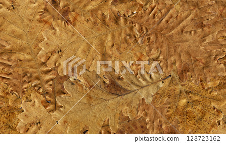 Autumn fallen dry beige and brown oak leaves background, autumn season concept Autumn fallen dry beige and brown oak leaves background, autumn season concept 128723162