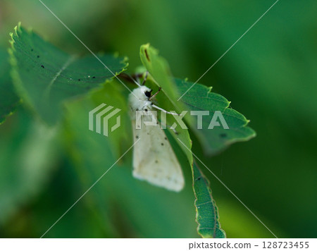 Nocturnal moth on a leaf, Arctiidae, Acanthurus nigricans 128723455