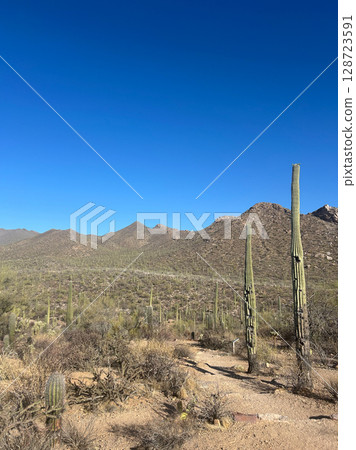 Saguaro cacti along desert trail in Saguaro National Park, Arizona Saguaro cacti along desert trail in Saguaro National Park, Arizona 128723591