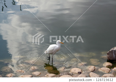 Little egret stands on the shore of the pond (lat .- Egretta garzetta) Little egret stands on the shore of the pond (lat .- Egretta garzetta) 128723612