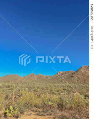 Saguaro cacti covering hillside in Saguaro National Park, Arizona 128723623