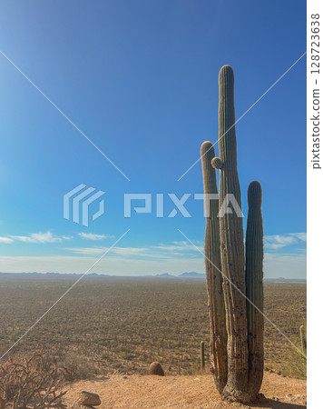 Tall Saguaro cactus overlooking vast desert in Saguaro National Park 128723638