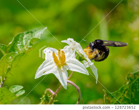 Flower-visiting insects, Apidae, Formosan bamboo carpenter bee Flower-visiting insects, Apidae, Formosan bamboo carpenter bee 128723652