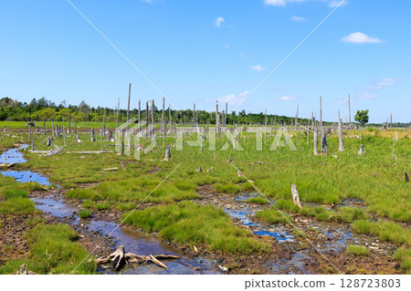 Spring kingdom Spring kingdom 128723803