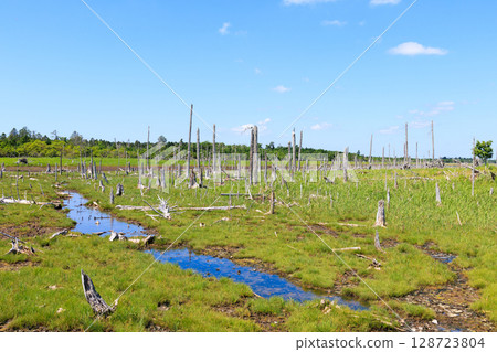 Spring kingdom Spring kingdom 128723804