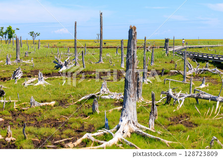 春天王國 128723809