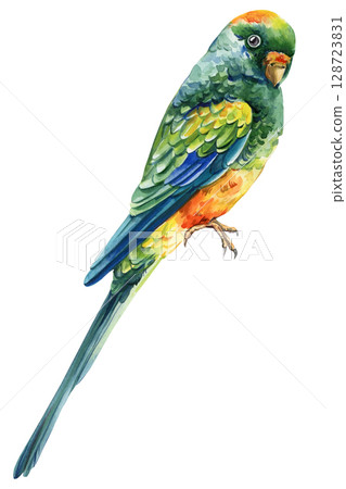 Colorful parrot with blue green yellow and orange feathers watercolor tropical bird illustration on white background 128723831