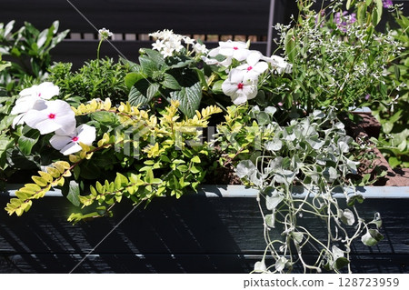 馬達加斯加長春花和彩色葉子的排列 128723959