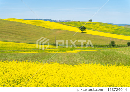 Tuscan landscape with yellow rapeseed fields and a lone tree on a hill Tuscan landscape with yellow rapeseed fields and a lone tree on a hill 128724044