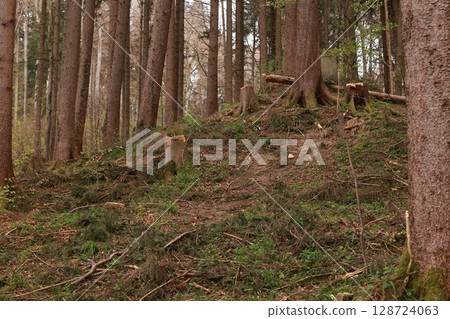 A forest with a lot of dead trees and a few stumps 128724063