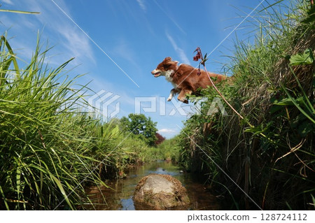 A brown and white dog is jumping over a stream 128724112