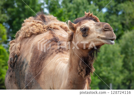 Camel Portrait Close Up Head Desert Animal Wildlife 128724116
