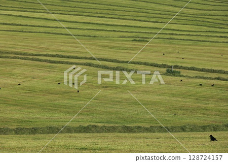 A field of grass with a few birds flying around 128724157