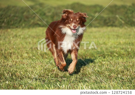 A brown and white dog is running in a grassy field 128724158