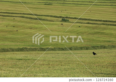A field of grass with a few birds flying around 128724160