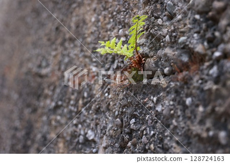 A small plant is growing out of a crack in a concrete wall A small plant is growing out of a crack in a concrete wall 128724163