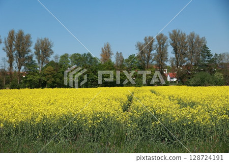 Field of yellow flowers with a blue sky in the background Field of yellow flowers with a blue sky in the background 128724191