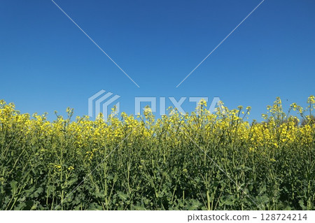 Field of yellow flowers with a blue sky in the background 128724214