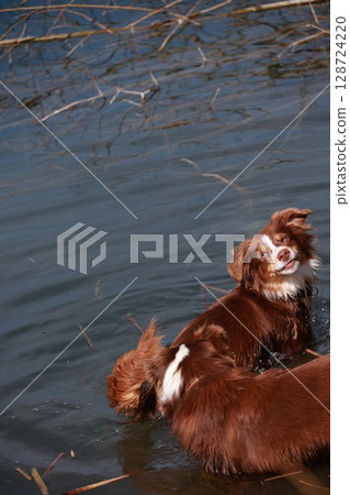 Two dogs are swimming in a body of water 128724220