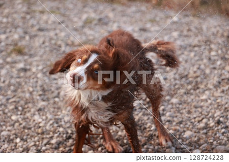 Brown and white dog is standing on a rocky surface, looking at the camera 128724228