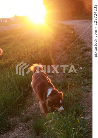 Dog is walking in a field with the sun shining on it 128724232
