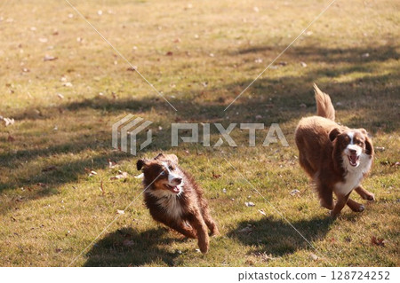 Two dogs are running in a grassy field Two dogs are running in a grassy field 128724252