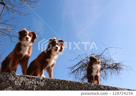 Three brown and white dogs are standing on a ledge, looking up at the sky 128724259